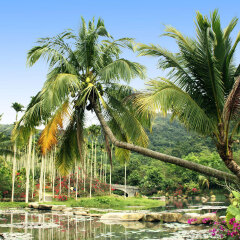 1242_三亚_穿越热带雨林