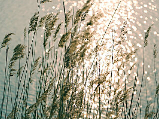 鼎湖芦苇荡风景区