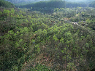 高河白龙庙原始森林风景区