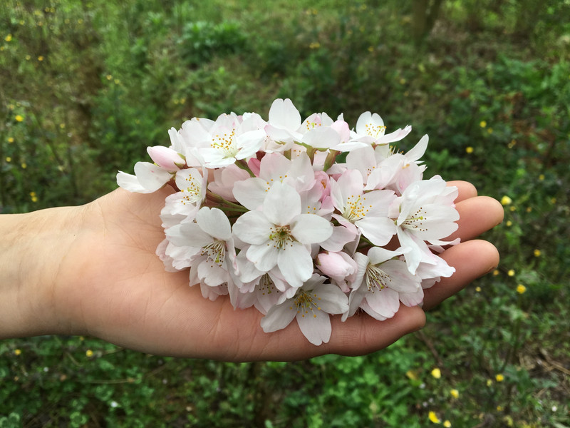 清鎮紅楓湖萬畝櫻花——每一瓣都值得等待