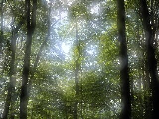 萝卜岩楠木自然保护区