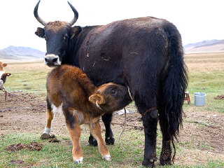 卡拉麦里有蹄类自然保护区