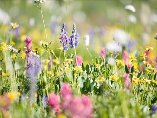 保康野花谷自然风景区