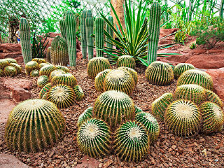 民勤沙生植物园