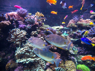 圣淘沙名胜世界海洋生物园