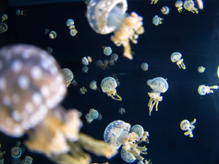 圣淘沙名胜世界海洋生物园