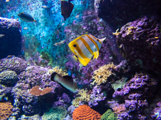 圣淘沙名胜世界海洋生物园