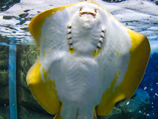 圣淘沙名胜世界海洋生物园