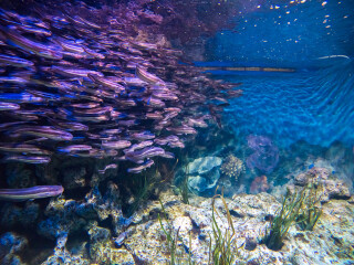圣淘沙名胜世界海洋生物园