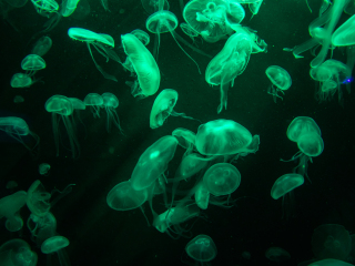 圣淘沙名胜世界海洋生物园