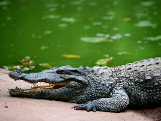 南泰鳄鱼湖动物园