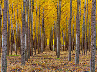 长坡岭林场风灾遗址