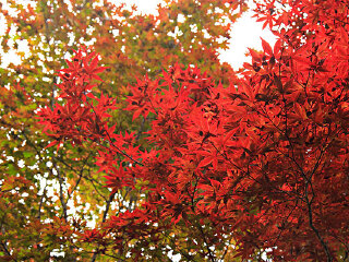 枫林生态旅游区