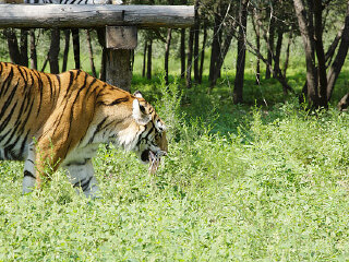 六福野生动物园