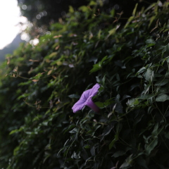 喇叭花