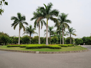 大夫山森林公园