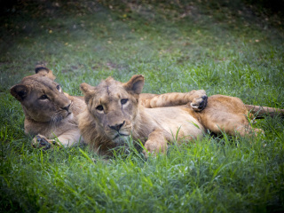 卡塞拉飞鸟公园