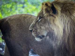 卡塞拉飞鸟公园