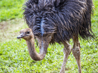 卡塞拉飞鸟公园
