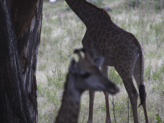卡塞拉飞鸟公园