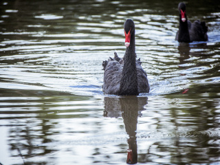 卡塞拉飞鸟公园