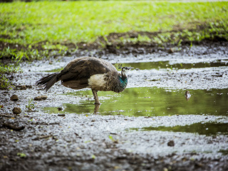 卡塞拉飞鸟公园