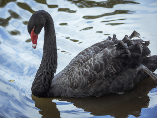 卡塞拉飞鸟公园