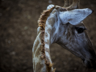 卡塞拉飞鸟公园