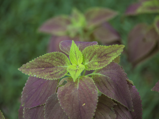庞普勒穆斯皇家植物园