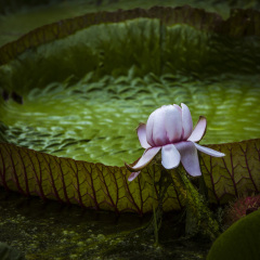 毛里求斯植物园
