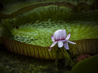 庞普勒穆斯皇家植物园