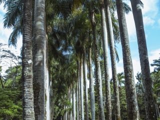 庞普勒穆斯皇家植物园