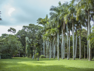 庞普勒穆斯皇家植物园