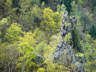 尖岭森林自然保护区