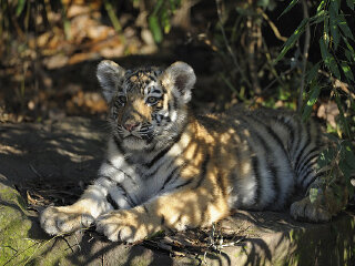 定安居丁动物园