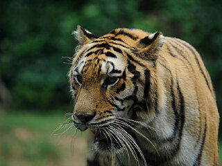 居丁珍稀动物园