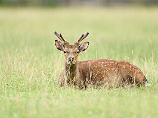 白沙邦溪坡鹿自然保护区
