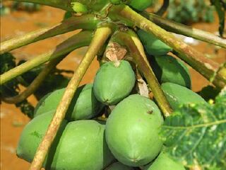 儋州军屯热带花果园