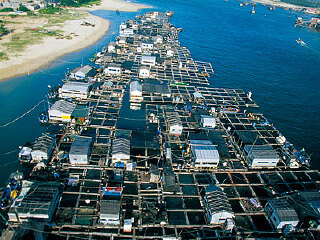 海陵珍珠养殖场