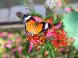 西双版纳蝴蝶园