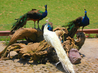 西双版纳孔雀山庄