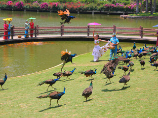西双版纳孔雀山庄