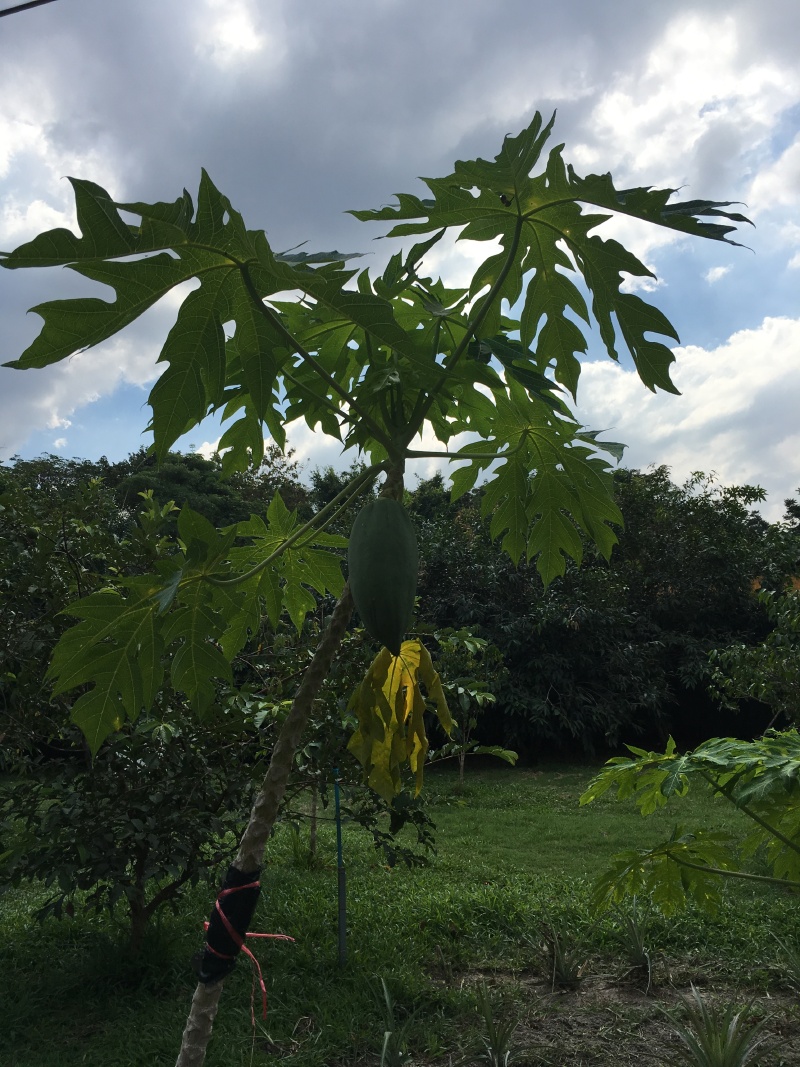 难怪泰国的红牛和纯净水一个价芭蕉树东南亚三宝:泰国蛇药,马来西亚东