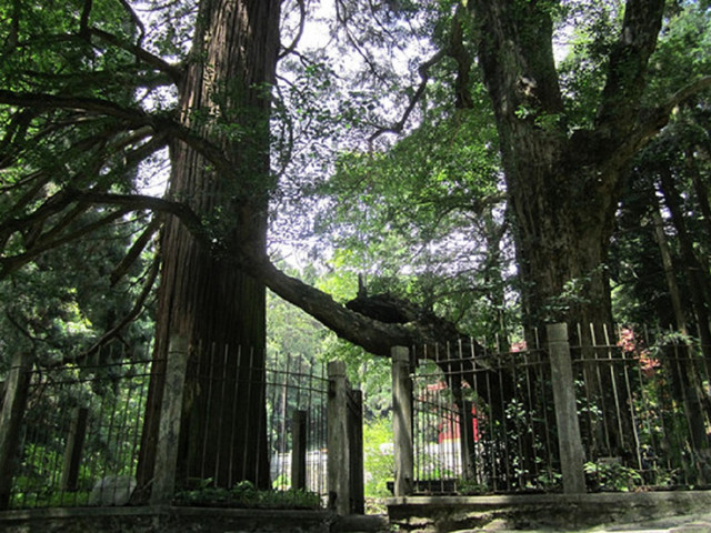  三寶樹 三寶樹為廬山