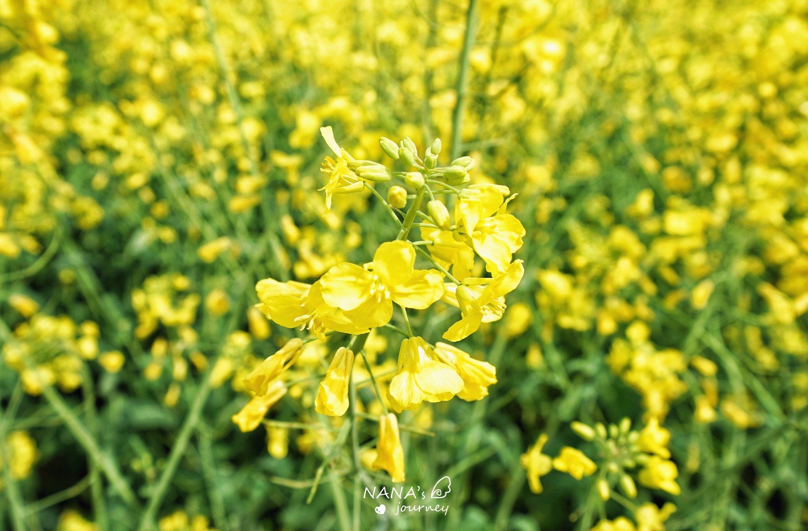 油菜花一朵上有好多個花朵,真的很漂亮