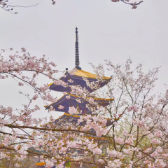 东湖樱花园的#旅图换旅费# #春景# #公园#