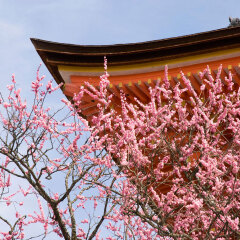 236_京都_清水寺