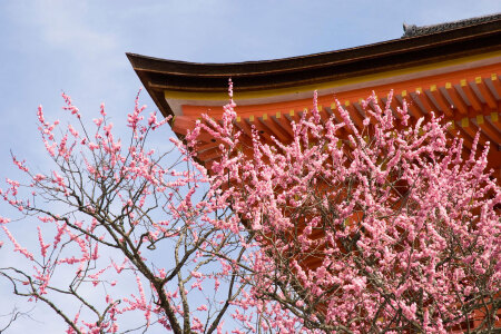 <日本东京-箱根-京都-大阪6或7日游>国航或东航双温泉古都AC东京一天自由，EF不走回头路3或4乐园含门票，D线东阪各一天自由