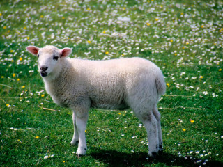 瓦尔特高原牧场