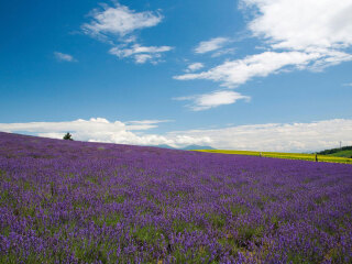 富良野